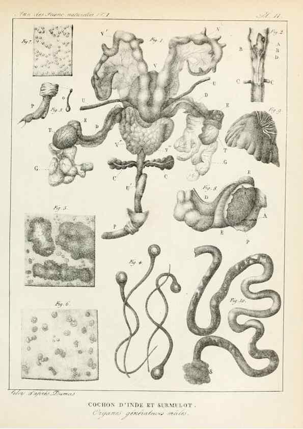 Reproducción/Reproduction 7165113464: Annales des sciences naturelles :. Paris :Crochard