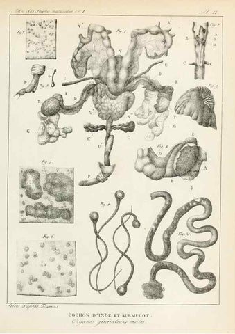 Reproducción/Reproduction 7165113464: Annales des sciences naturelles :. Paris :Crochard