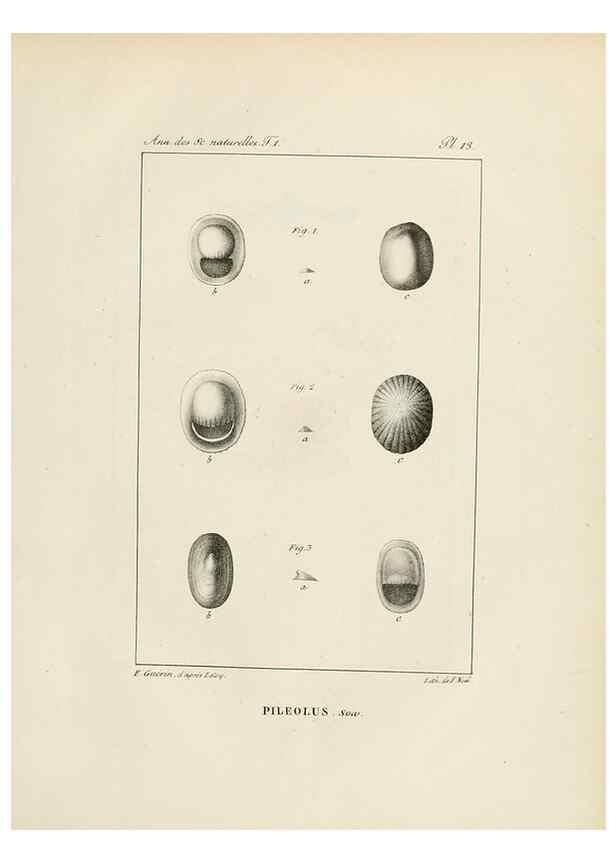 Reproducción/Reproduction 7165116256: Annales des sciences naturelles :. Paris :Crochard