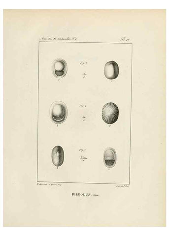 Reproducción/Reproduction 7165116256: Annales des sciences naturelles :. Paris :Crochard