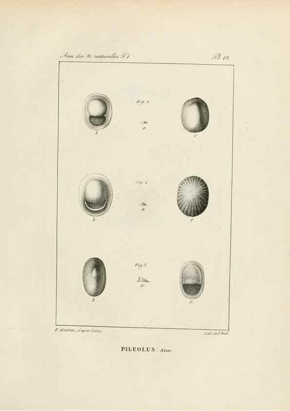 Reproducción/Reproduction 7165116256: Annales des sciences naturelles :. Paris :Crochard