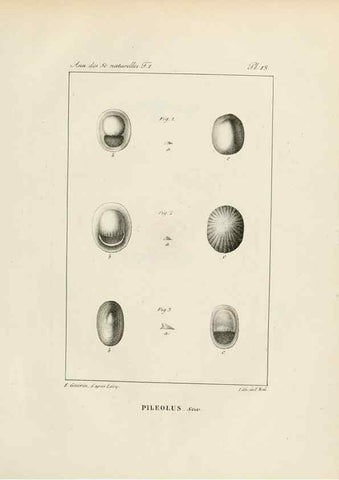 Reproducción/Reproduction 7165116256: Annales des sciences naturelles :. Paris :Crochard