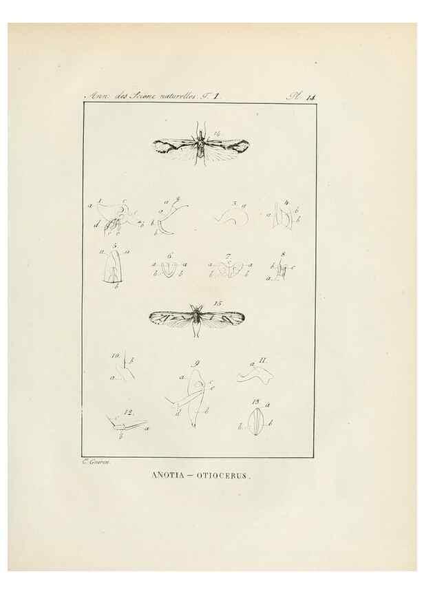 Reproducción/Reproduction 7165118250: Annales des sciences naturelles :. Paris :Crochard