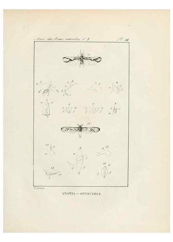 Reproducción/Reproduction 7165118250: Annales des sciences naturelles :. Paris :Crochard