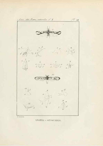 Reproducción/Reproduction 7165118250: Annales des sciences naturelles :. Paris :Crochard