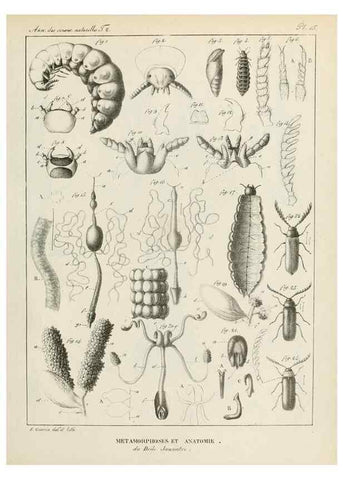 Reproducción/Reproduction 7165160298: Annales des sciences naturelles :. Paris :Crochard