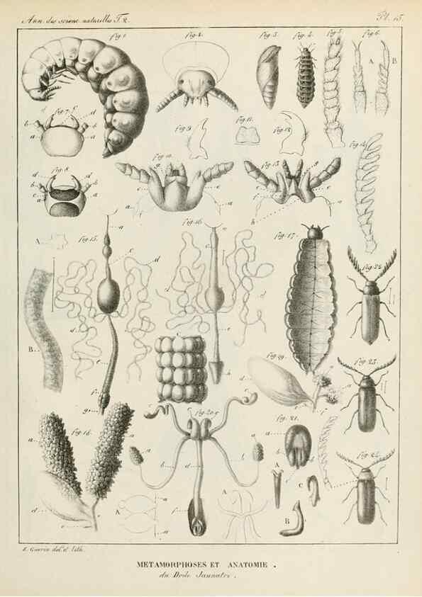 Reproducción/Reproduction 7165160298: Annales des sciences naturelles :. Paris :Crochard