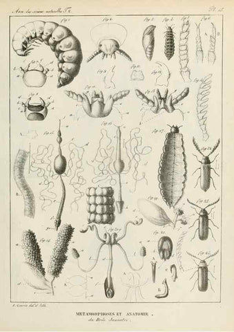 Reproducción/Reproduction 7165160298: Annales des sciences naturelles :. Paris :Crochard