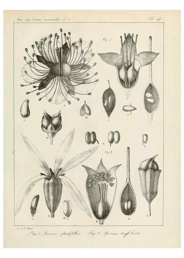 Reproducción/Reproduction 7165122592: Annales des sciences naturelles :. Paris :Crochard