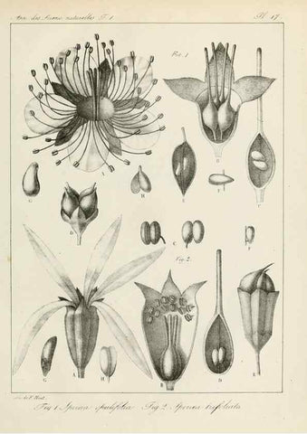 Reproducción/Reproduction 7165122592: Annales des sciences naturelles :. Paris :Crochard