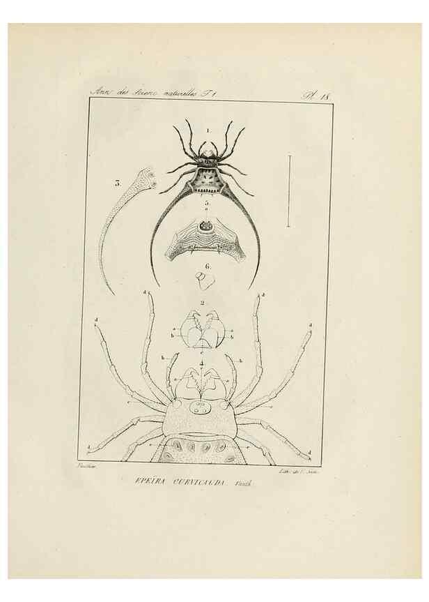 Reproducción/Reproduction 7165123778: Annales des sciences naturelles :. Paris :Crochard