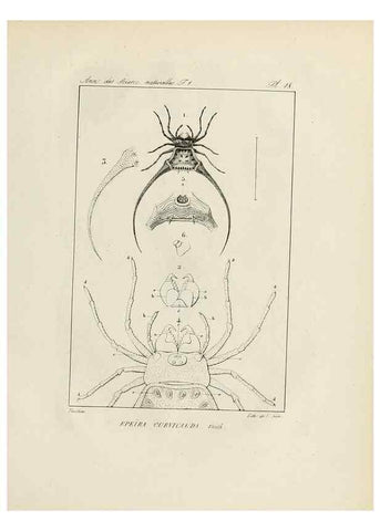 Reproducción/Reproduction 7165123778: Annales des sciences naturelles :. Paris :Crochard
