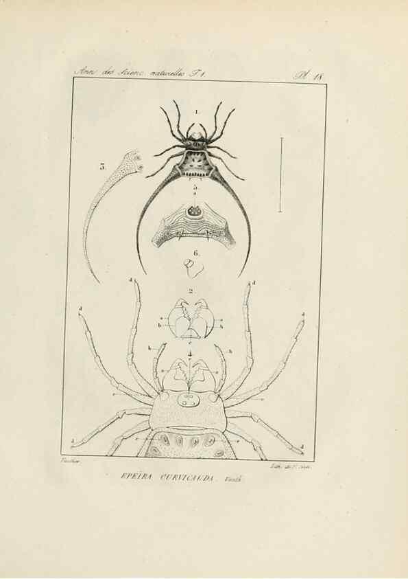 Reproducción/Reproduction 7165123778: Annales des sciences naturelles :. Paris :Crochard