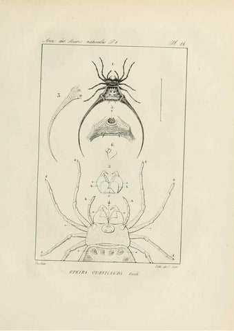 Reproducción/Reproduction 7165123778: Annales des sciences naturelles :. Paris :Crochard