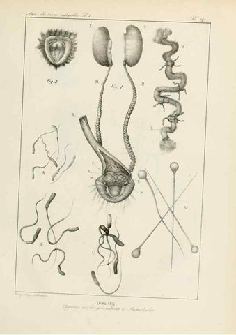 Reproducción/Reproduction 7165124874: Annales des sciences naturelles :. Paris :Crochard