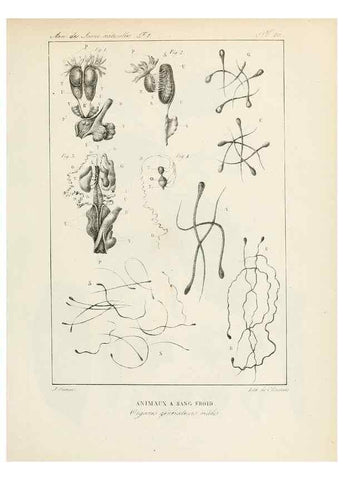 Reproducción/Reproduction 7165126194: Annales des sciences naturelles :. Paris :Crochard