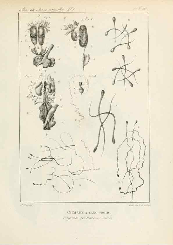 Reproducción/Reproduction 7165126194: Annales des sciences naturelles :. Paris :Crochard