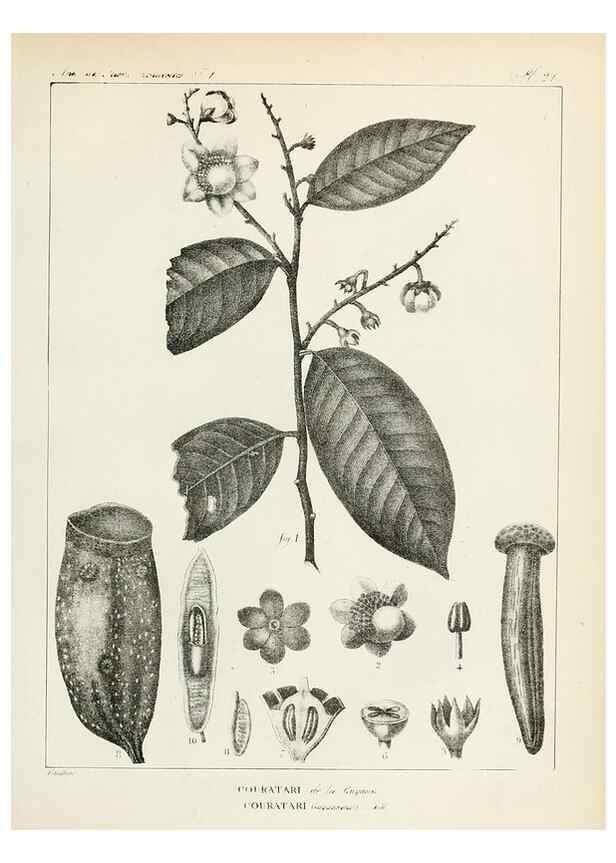 Reproducción/Reproduction 7165127872: Annales des sciences naturelles :. Paris :Crochard