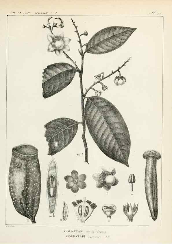 Reproducción/Reproduction 7165127872: Annales des sciences naturelles :. Paris :Crochard