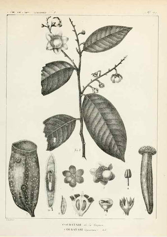 Reproducción/Reproduction 7165127872: Annales des sciences naturelles :. Paris :Crochard