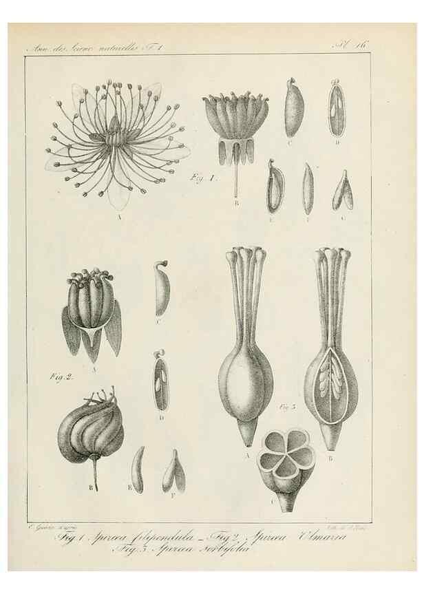 Reproducción/Reproduction 7165121084: Annales des sciences naturelles :. Paris :Crochard