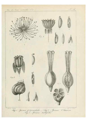 Reproducción/Reproduction 7165121084: Annales des sciences naturelles :. Paris :Crochard