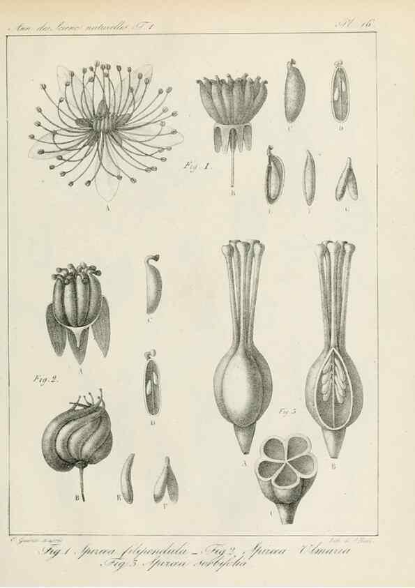 Reproducción/Reproduction 7165121084: Annales des sciences naturelles :. Paris :Crochard