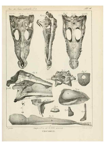 Reproducción/Reproduction 7165195742: Annales des sciences naturelles :. Paris :Crochard