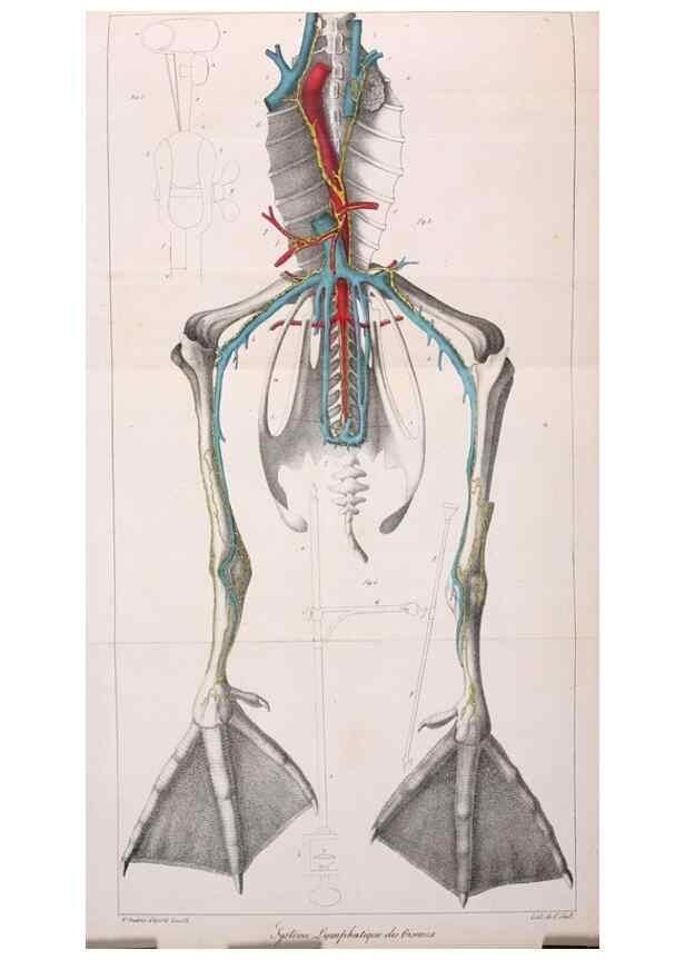 Reproducción/Reproduction 7165202380: Annales des sciences naturelles :. Paris :Crochard