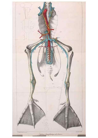 Reproducción/Reproduction 7165202380: Annales des sciences naturelles :. Paris :Crochard