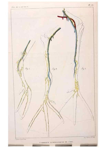 Reproducción/Reproduction 7165204392: Annales des sciences naturelles :. Paris :Crochard