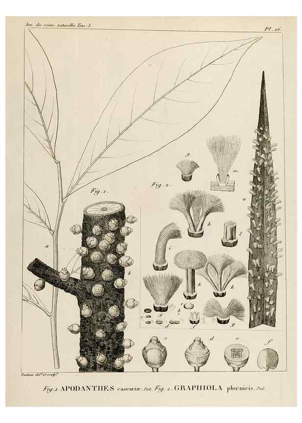 Reproducción/Reproduction 7165209454: Annales des sciences naturelles :. Paris :Crochard