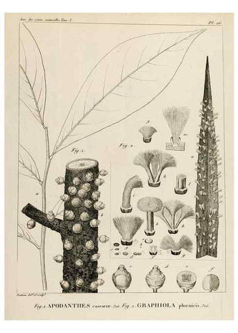 Reproducción/Reproduction 7165209454: Annales des sciences naturelles :. Paris :Crochard