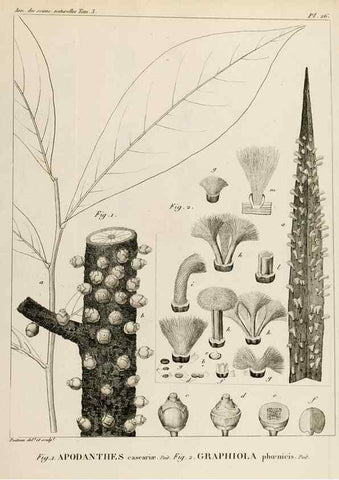 Reproducción/Reproduction 7165209454: Annales des sciences naturelles :. Paris :Crochard