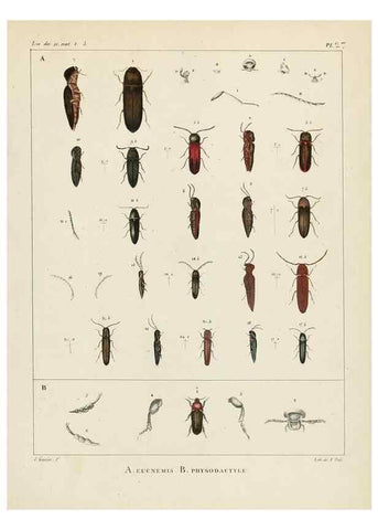 Reproducción/Reproduction 7165210866: Annales des sciences naturelles :. Paris :Crochard