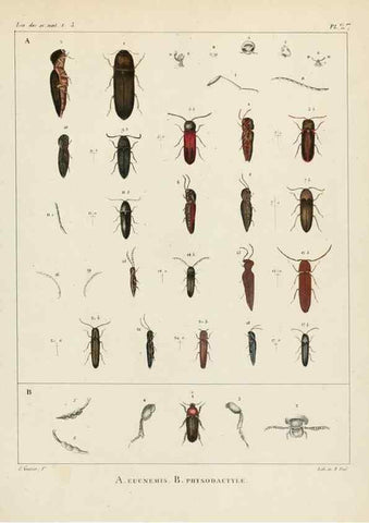 Reproducción/Reproduction 7165210866: Annales des sciences naturelles :. Paris :Crochard