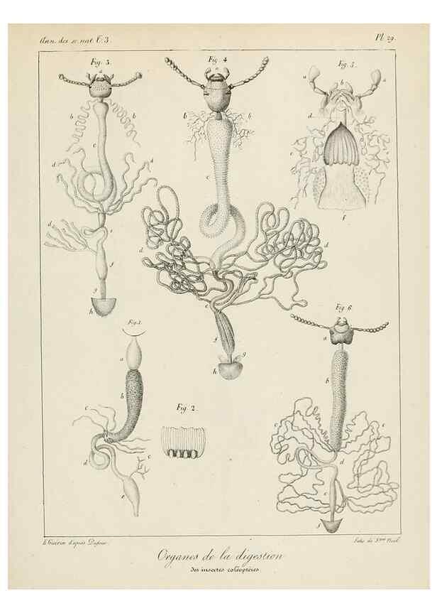 Reproducción/Reproduction 7165213098: Annales des sciences naturelles :. Paris :Crochard