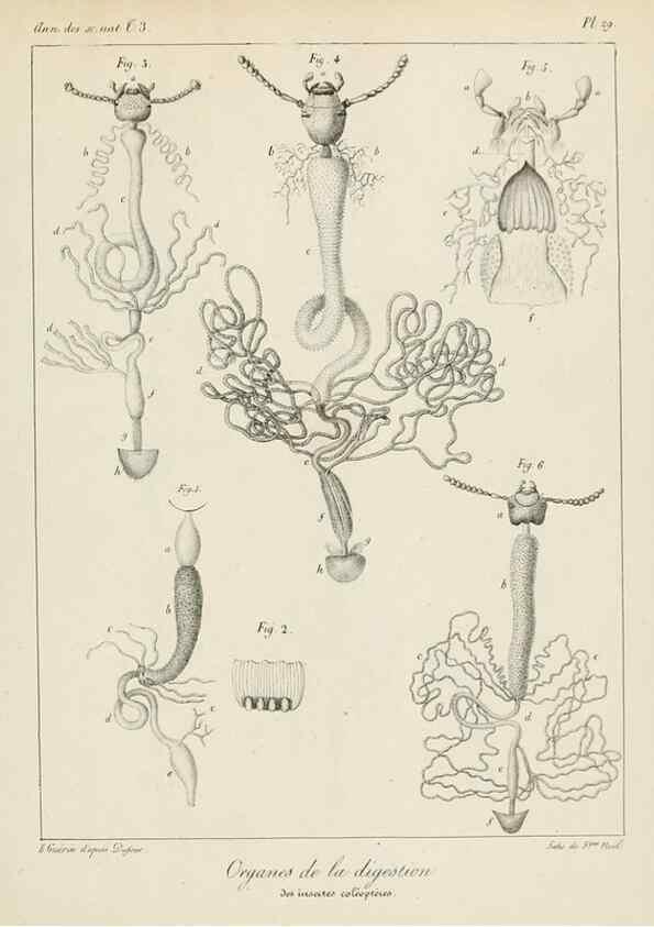 Reproducción/Reproduction 7165213098: Annales des sciences naturelles :. Paris :Crochard