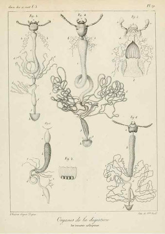 Reproducción/Reproduction 7165213098: Annales des sciences naturelles :. Paris :Crochard