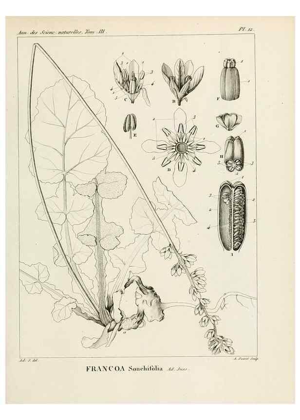 Reproducción/Reproduction 7165189424: Annales des sciences naturelles :. Paris :Crochard