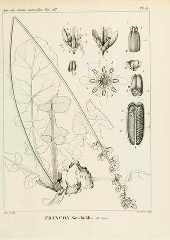 Reproducción/Reproduction 7165189424: Annales des sciences naturelles :. Paris :Crochard