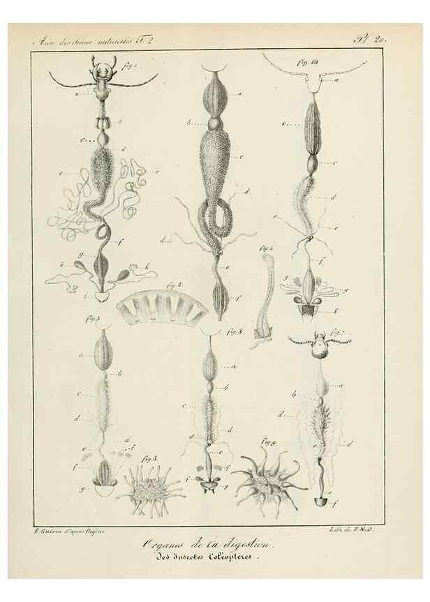Reproducción/Reproduction 7165166944: Annales des sciences naturelles :. Paris :Crochard