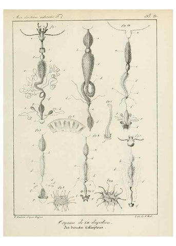 Reproducción/Reproduction 7165166944: Annales des sciences naturelles :. Paris :Crochard