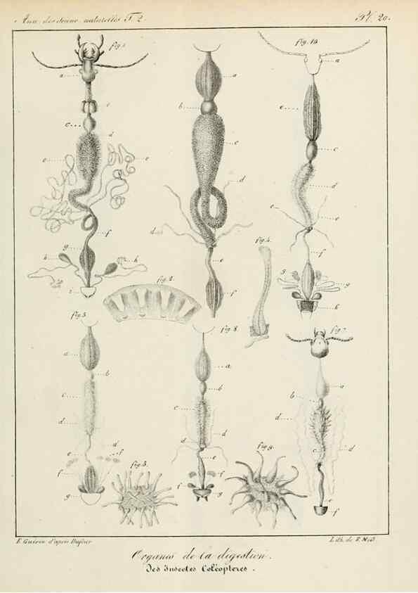 Reproducción/Reproduction 7165166944: Annales des sciences naturelles :. Paris :Crochard