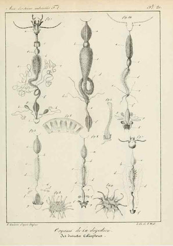 Reproducción/Reproduction 7165166944: Annales des sciences naturelles :. Paris :Crochard