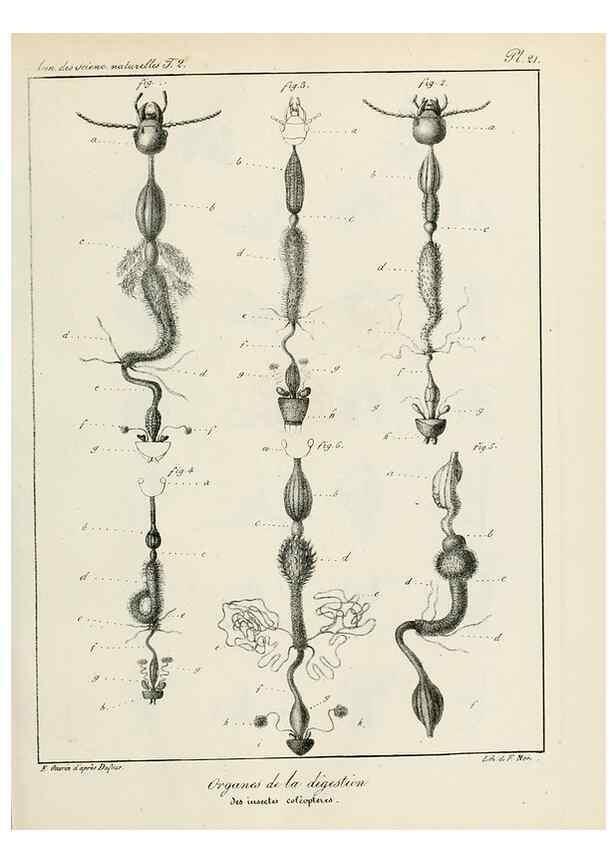Reproducción/Reproduction 7165168124: Annales des sciences naturelles :. Paris :Crochard