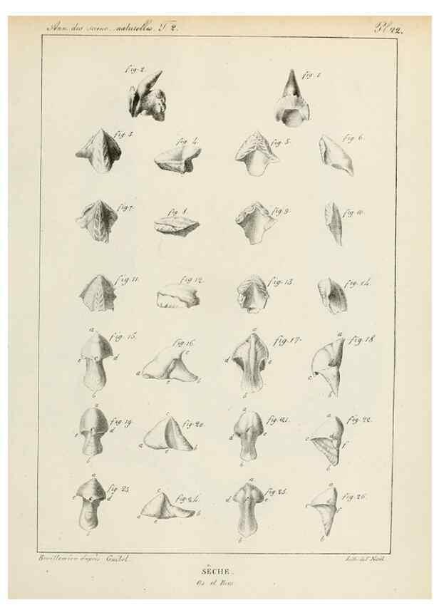 Reproducción/Reproduction 7165169810: Annales des sciences naturelles :. Paris :Crochard