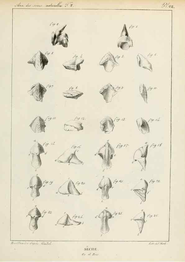Reproducción/Reproduction 7165169810: Annales des sciences naturelles :. Paris :Crochard