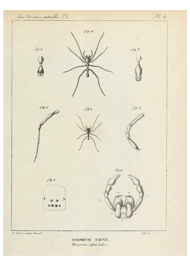 Reproducción/Reproduction 7165175284: Annales des sciences naturelles :. Paris :Crochard