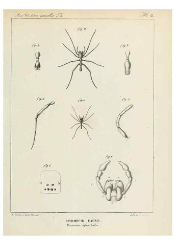 Reproducción/Reproduction 7165175284: Annales des sciences naturelles :. Paris :Crochard